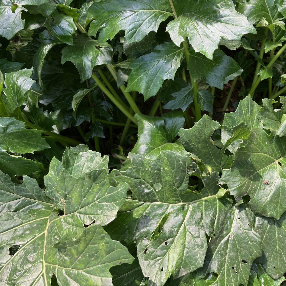 Large green leaves of a knee-high plant, Rome